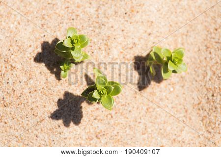 A Beautiful Minimalist Closeup Of A Sand And Sea Sandwort. Shallow Depth Of Field.