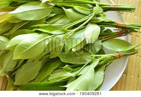 Garcinia cowa tropical herb taste sour and unique scent on tray
