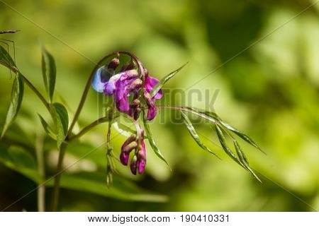 A Beautiful Closeup Of A Purple Bitter Pea-vine In Spring