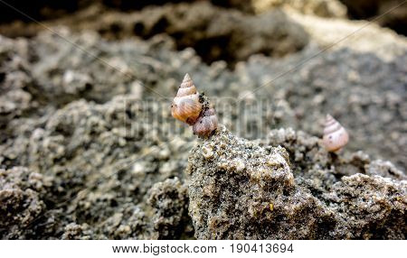 Snails attached with rock formations near ocean