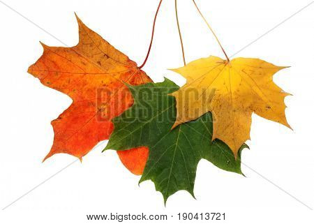 Autumn maple leaves on a white background