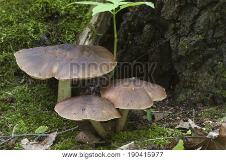 Deer Mushroom (Pluteus cervinus) near a birch tree stump