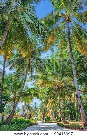Palm Tree Alley In Tropical Garden At Maldives
