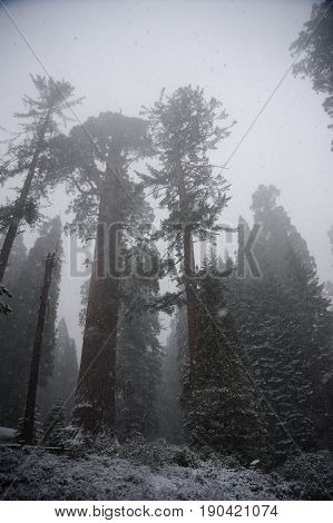 Impression of the Giant Sequoia's covered in Sequoia and King's Canyon National Park, California, USA.