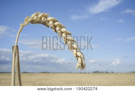 One grain ear at wheat field over blue sky. Closeup
