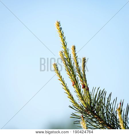 pine tree branch with cones. Larix leptolepis