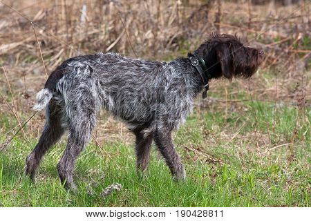 hunting dog german wirehaired pointer standing on the field
