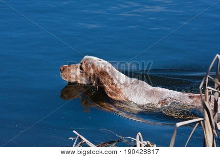 hunting dog swimming for prey in the river