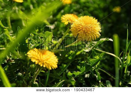 Close up of blooming yellow dandelion flowers in garden on spring time. Taraxacum officinale. Detail of bright common dandelions in meadow at springtime. Used as a medical herb and food ingredient
