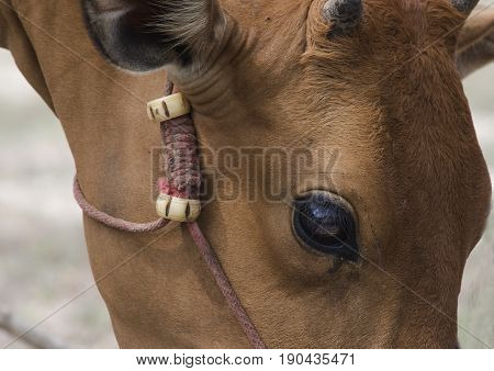 This close up of a cow's eye, with horn revealed, says, I'm looking at you, or I see you.