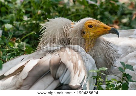 Common Vulture (neophron Percnopterus)