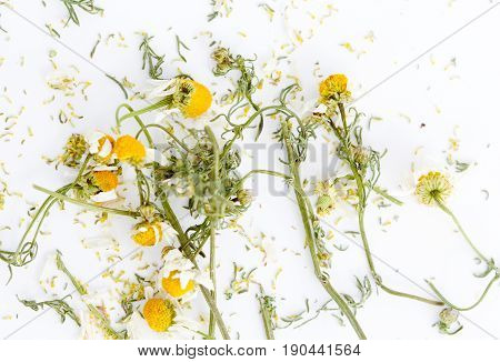 Dry Chamomile Hebrs On White Background