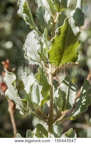 Leaves and fruits of Halimium atriplicifolium. Photo taken in Cadiz, Spain