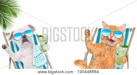 Cat and dog relaxing sitting on deckchair with cocktail on the white background.