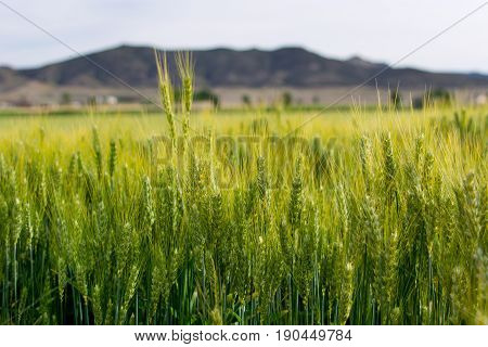 large wheat field with mountains in the background