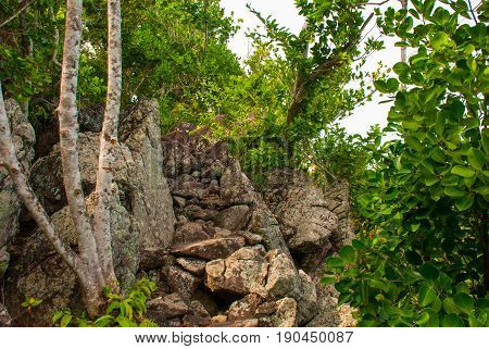 Trees And Many Stones In Green