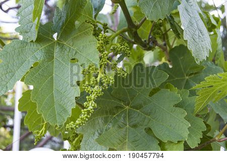 Immature tiny grapes, grape leaf, grape leaf and grape fruit pictures