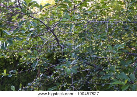 Unripe fruit trees, unripe cherry fruit, pictures of raw fruit