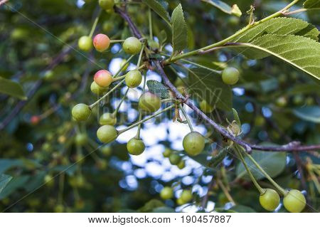 Unripe fruit trees, unripe cherry fruit, pictures of raw fruit