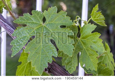 Immature tiny grapes, grape leaf, grape leaf and grape fruit pictures