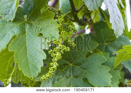 Immature tiny grapes, grape leaf, grape leaf and grape fruit pictures