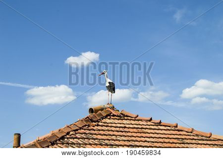 Stork's nest, natural stork's nest, puppies and stork's nest, stork pictures on the roof,