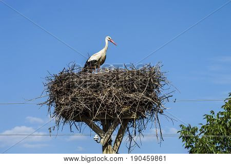 Stork's nest, natural stork's nest, puppies and stork's nest, stork pictures on the roof,