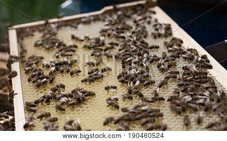 Honeycomb frame set up by bees with lack of space for honey. Self-built bees waxed. Bee family in the beehive. Bees in a hive on built-in wax. Honey frame.