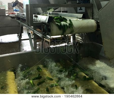 Working process of the production of cucumbers on cannery. Washing in water before preservation. Movement on the conveyor.