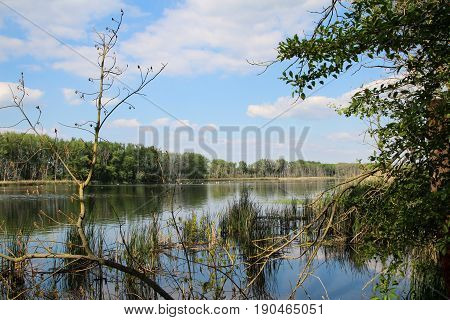 A pond in the nature reserve, nature, Germany