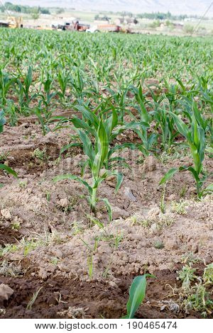 baby corn in a filed with farm equipment in the background