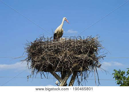 Stork's nest, natural stork's nest, puppies and stork's nest, stork pictures on the roof,