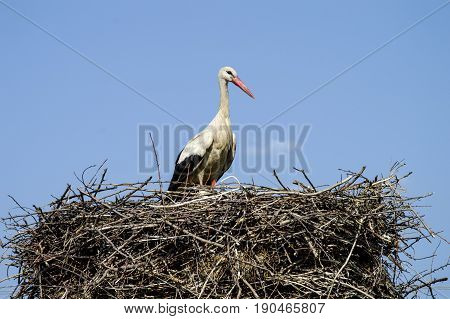 Stork's nest, natural stork's nest, puppies and stork's nest, stork pictures on the roof,