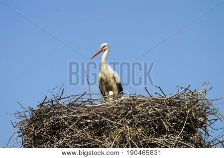 Stork's nest, natural stork's nest, puppies and stork's nest, stork pictures on the roof,