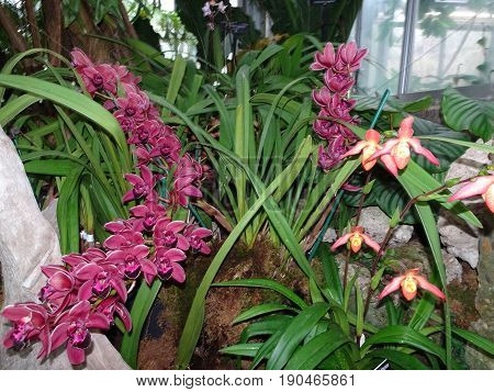 magenta orchids in garden bed of resort