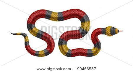 Tropical snake isolated on white background. Vector realistic illustration.