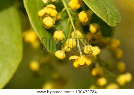 Flowers of a Korean Barberry (Berberis koreana) bush.