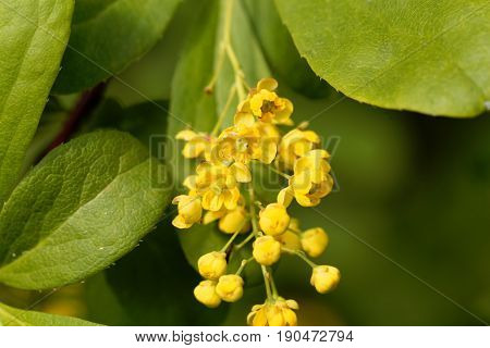 Flowers of a Korean Barberry (Berberis koreana) bush.