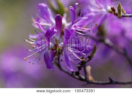 Flowers of a rhodora bush (Rhododendron canadense).