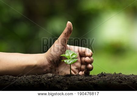 Hands protect trees, plant trees, hands on trees, love nature