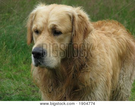 Cão