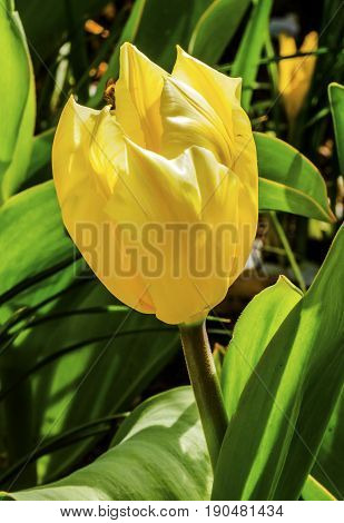 Yellow Tulip Green Leaves Keukenhoff Lisse Holland Netherlands. Called the Garden of Europe