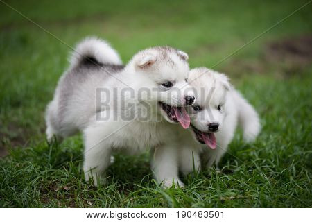 Cute siberian husky puppies playing on green grass