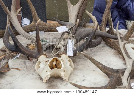 Antlers of reindeers on street market in UNESCO village Schokland (Street party - Scandinavian day) Holland.
