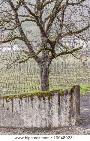 View on Vineyard - village Aigle in Switzerland