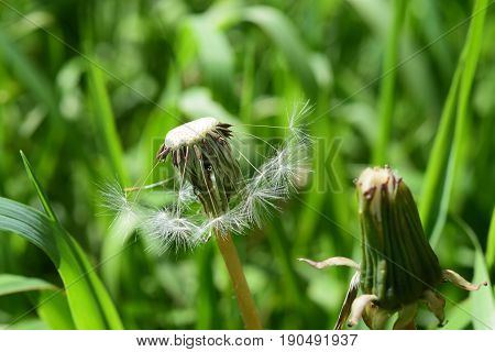 Spring landscape. The flower head of a dandelion with the puff blown off seeds