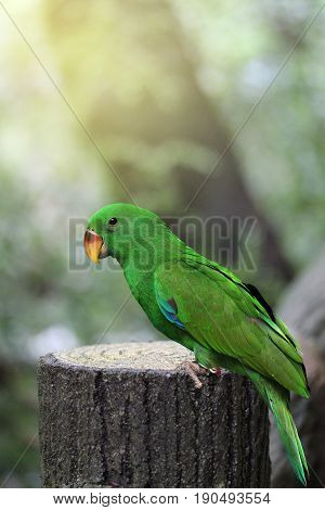 Male Eclectus Parrot age three months in Natural Park. Selective Focus.