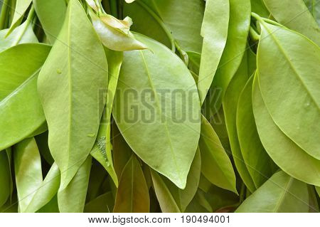 Garcinia cowa tropical herb taste sour and unique scent on tray