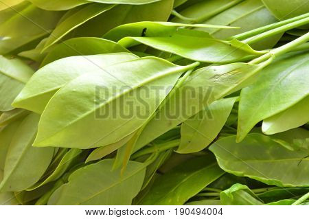 Garcinia cowa tropical herb taste sour but healthy food on tray