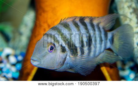 Close up of female Convict cichlid Amatitlania nigrofasciata